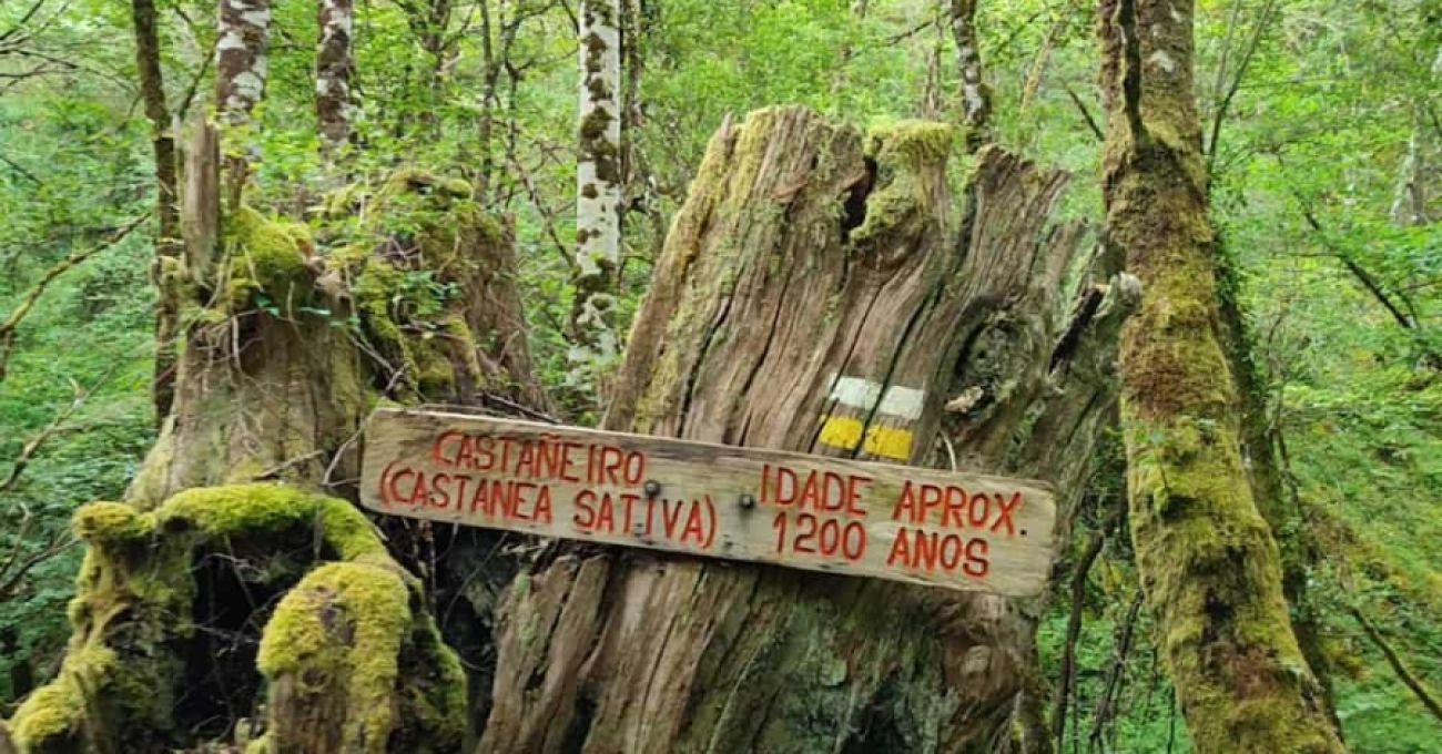 Un Camino por el Río Donsal en la Reserva de la Biosfera de Ancares