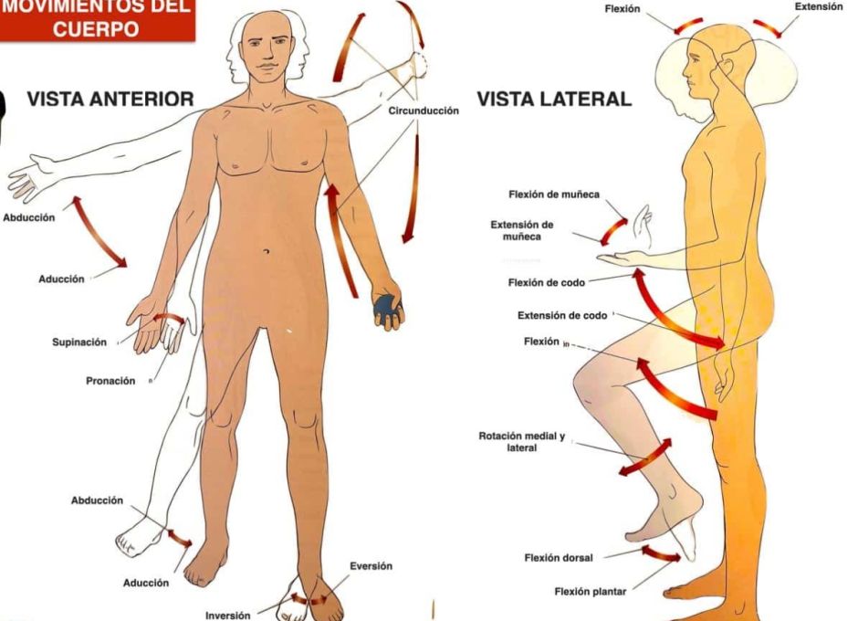El cuerpo y sus movimientos