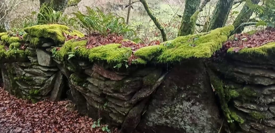 Muro cubierto en el camino