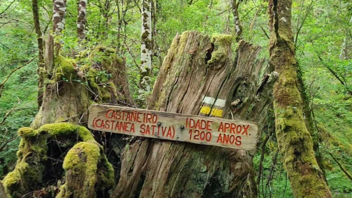 Un Camino por el Río Donsal en la Reserva de la Biosfera de Ancares